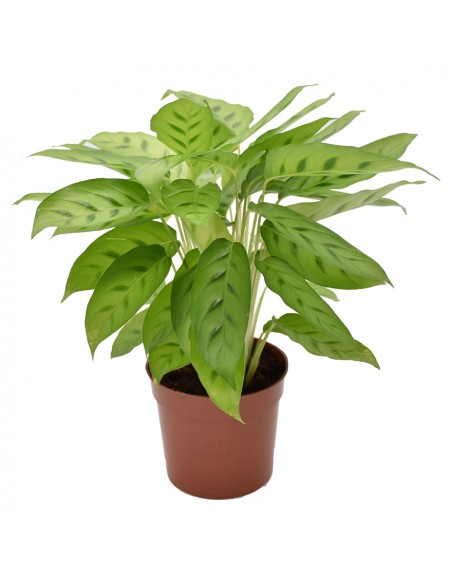 MARANTA CALATHEA LEOPARDINA Diametro vaso 12 Cm