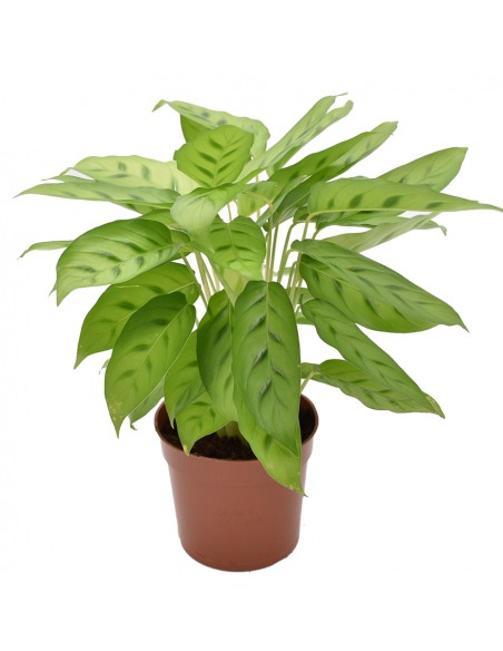 MARANTA CALATHEA LEOPARDINA Diametro vaso 12 Cm