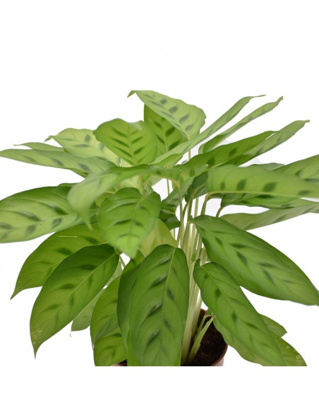 MARANTA CALATHEA LEOPARDINA Diametro vaso 12 Cm
