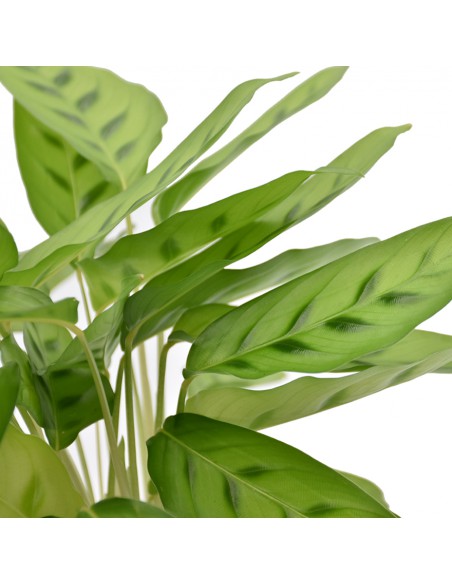 MARANTA CALATHEA LEOPARDINA Diametro vaso 12 Cm
