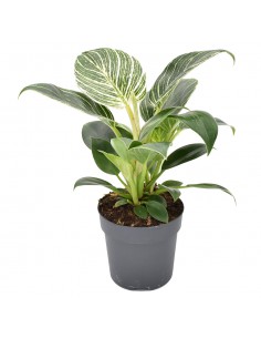 PHILODENDRON BIRKIN Diametro vaso 14 Cm