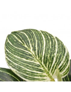 PHILODENDRON BIRKIN Diametro vaso 14 Cm 2