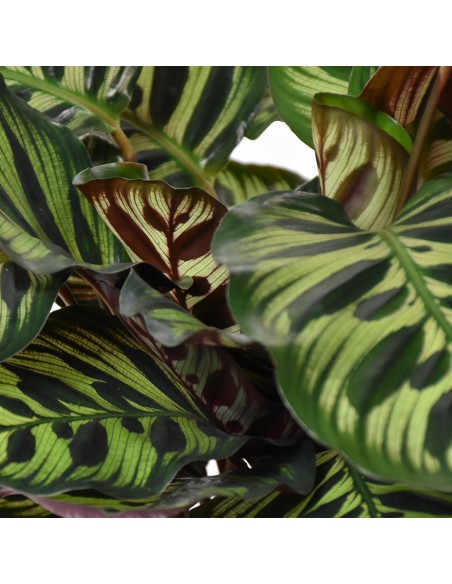 MARANTA CALATHEA MAKOYANA Diametro vaso 21 Cm