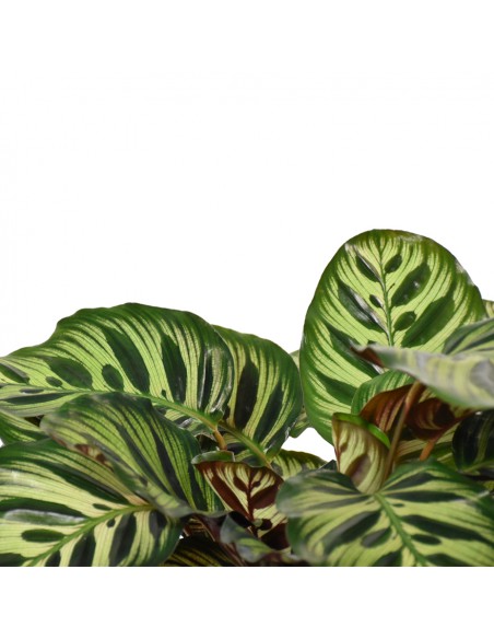 MARANTA CALATHEA MAKOYANA Diametro vaso 21 Cm