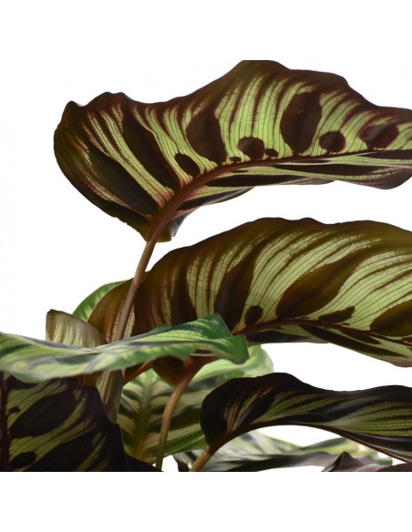 MARANTA CALATHEA MAKOYANA Diametro vaso 21 Cm
