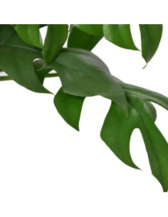 MONSTERA MINIMA "Rhaphidophora tetrasperma" vaso 15 cm 2
