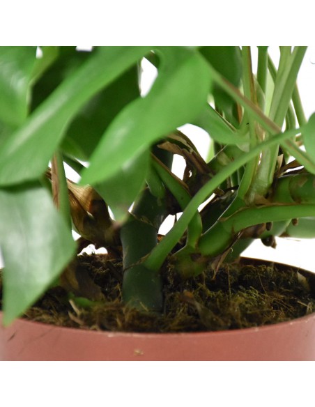 MONSTERA MINIMA "Rhaphidophora tetrasperma" vaso 15 cm