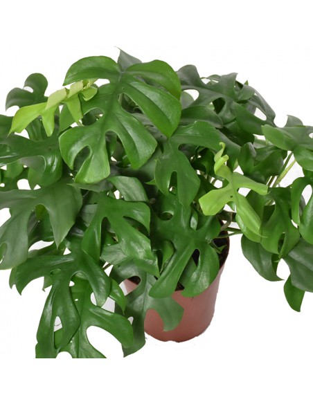 MONSTERA MINIMA "Rhaphidophora tetrasperma" vaso 15 cm