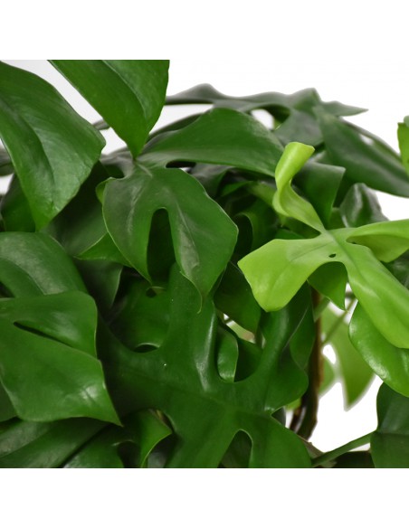 MONSTERA MINIMA "Rhaphidophora tetrasperma" vaso 15 cm