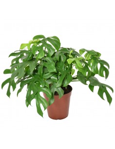 MONSTERA MINIMA "Rhaphidophora tetrasperma" vaso 15 cm