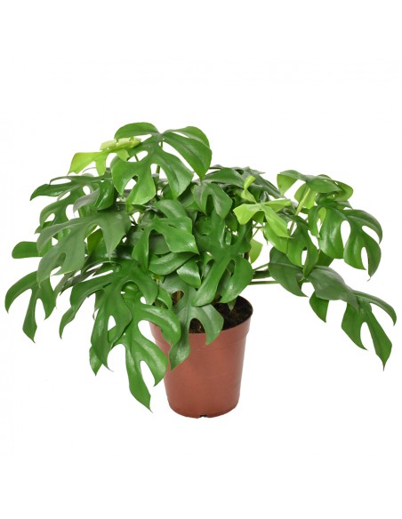 MONSTERA MINIMA "Rhaphidophora tetrasperma" vaso 15 cm