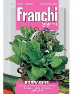 SEMI BORRAGINE