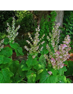 SALVIA SCLAREA diametro vaso 14 cm