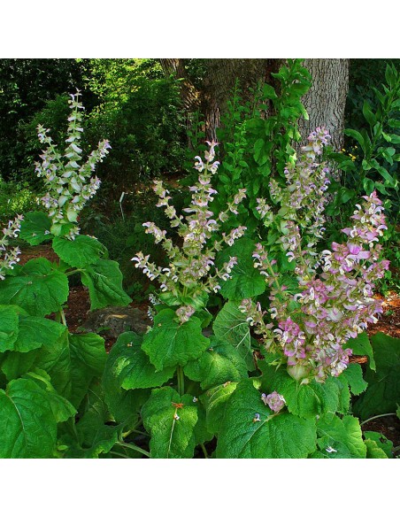 SALVIA SCLAREA diametro vaso 14 cm