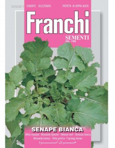 SEMI SENAPE BIANCA