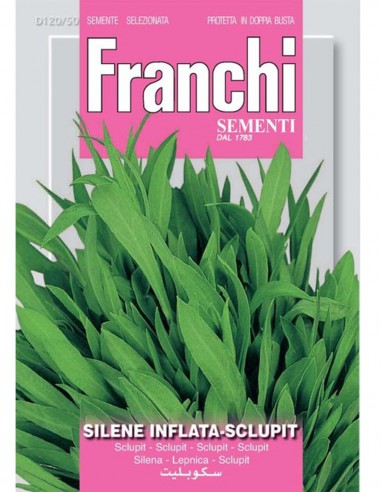 Semi Silene Inflata Franchi Sementi: cura e curiosità