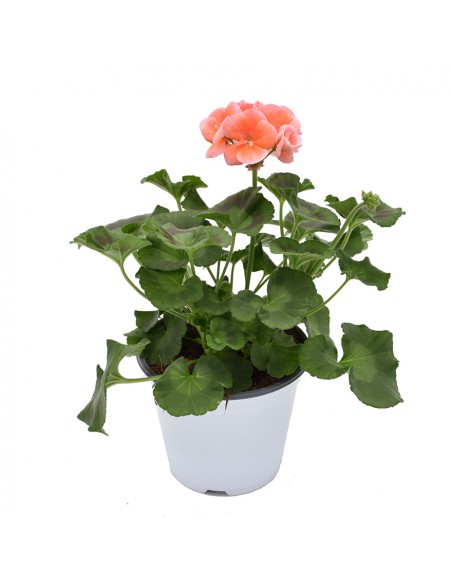 GERANIO ZONALE - PINK Diametro vaso 14 cm