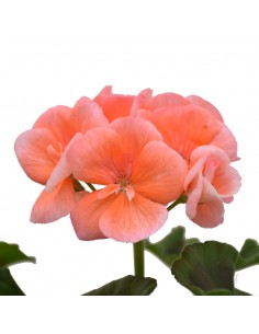 GERANIO ZONALE - PINK Diametro vaso 14 cm 2