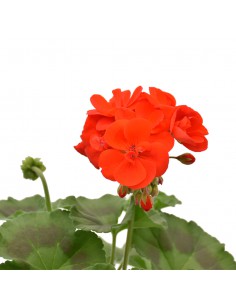 GERANIO ZONALE - RED Diametro vaso 14 cm 2