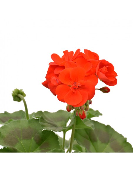 GERANIO ZONALE - RED Diametro vaso 14 cm