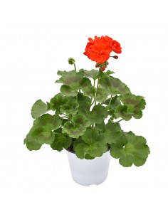 GERANIO ZONALE - RED Diametro vaso 14 cm