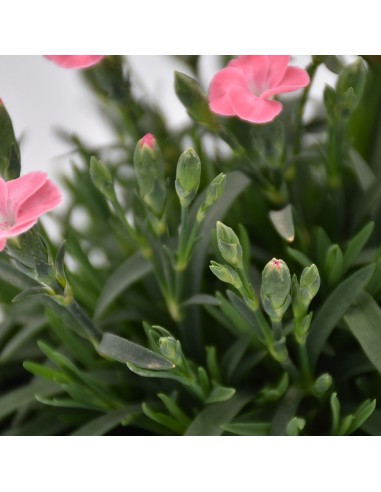 Dianthus Peach Party: Garofano Rosa Pesca in Vaso 14 cm