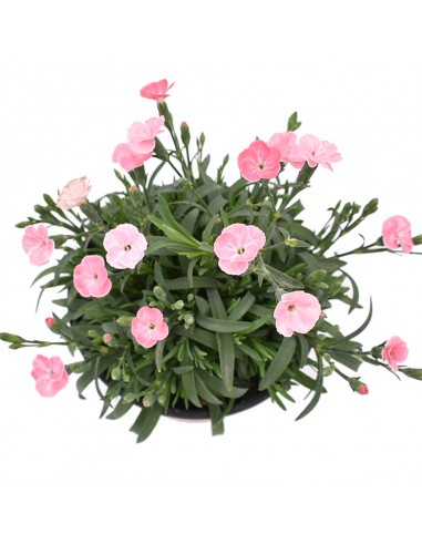 Dianthus Peach Party: Garofano Rosa Pesca in Vaso 14 cm