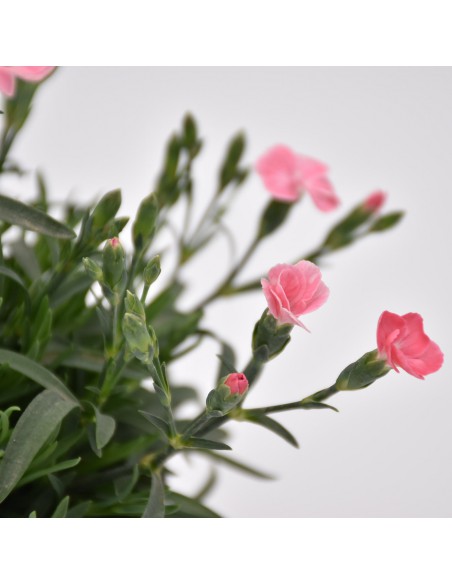 Dianthus Peach Party: Garofano Rosa Pesca in Vaso 14 cm