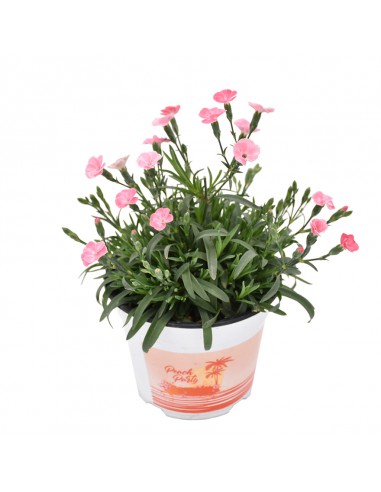 Dianthus Peach Party: Garofano Rosa Pesca in Vaso 14 cm