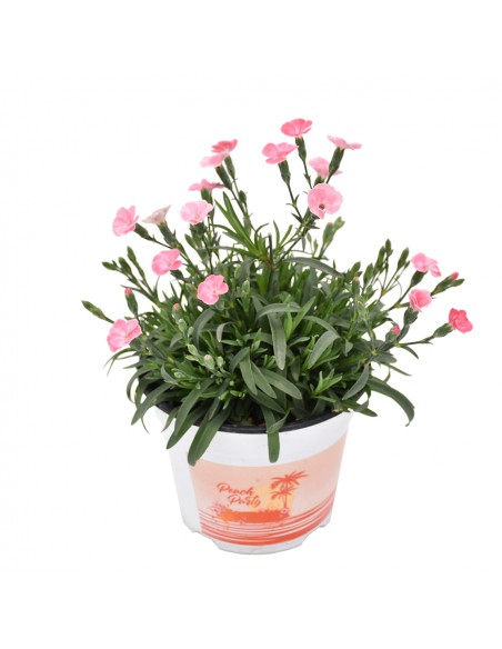 Dianthus Peach Party: Garofano Rosa Pesca in Vaso 14 cm