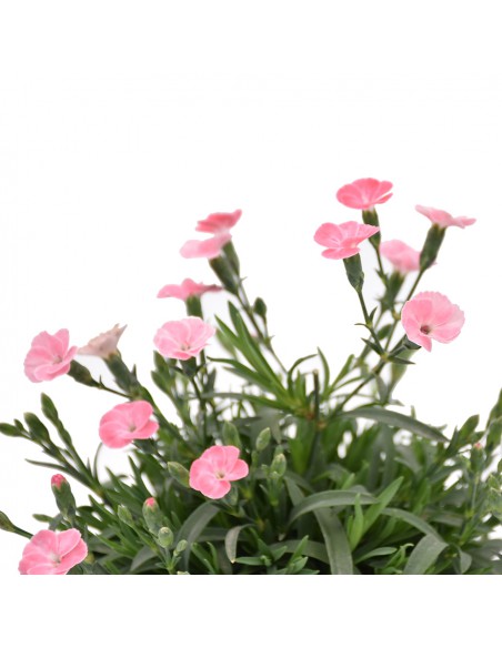 Dianthus Peach Party: Garofano Rosa Pesca in Vaso 14 cm