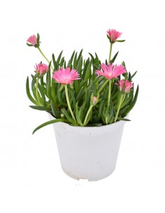 DELOSPERMA LIDO PINK Diametro vaso 14 cm