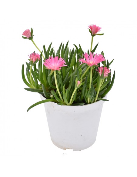 DELOSPERMA LIDO PINK Diametro vaso 14 cm