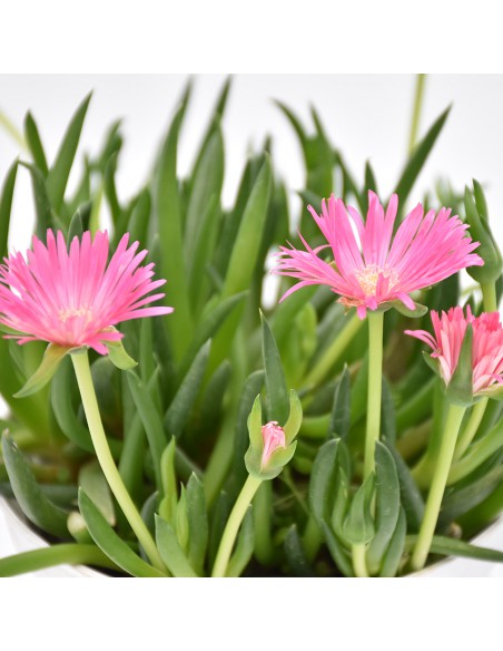 DELOSPERMA LIDO PINK Diametro vaso 14 cm