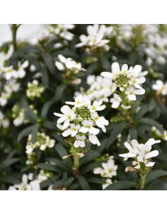 IBERIS SEMPERVIRENS BIANCO diametro vaso 14 cm 2