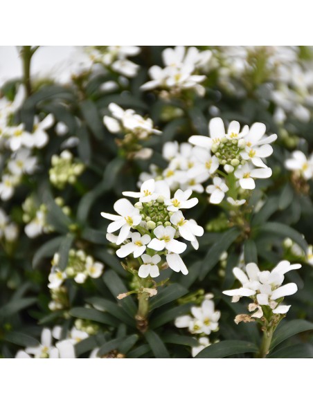 IBERIS SEMPERVIRENS BIANCO diametro vaso 14 cm