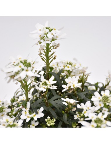 IBERIS SEMPERVIRENS BIANCO diametro vaso 14 cm