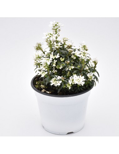 IBERIS SEMPERVIRENS BIANCO diametro vaso 14 cm