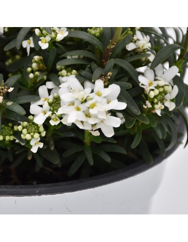IBERIS SEMPERVIRENS BIANCO diametro vaso 14 cm
