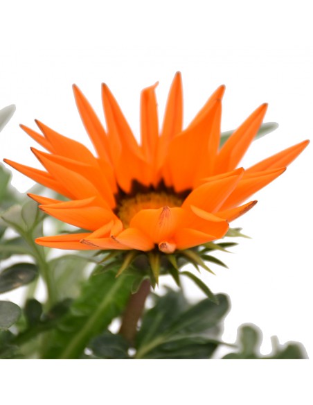 GAZZANIA Diametro vaso 14 Cm