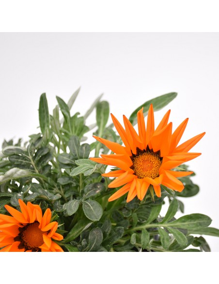 GAZZANIA Diametro vaso 14 Cm