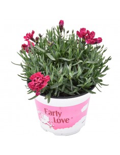 Garofano Tenerife Viola Early Love: v. 14 cm Profumatissimo