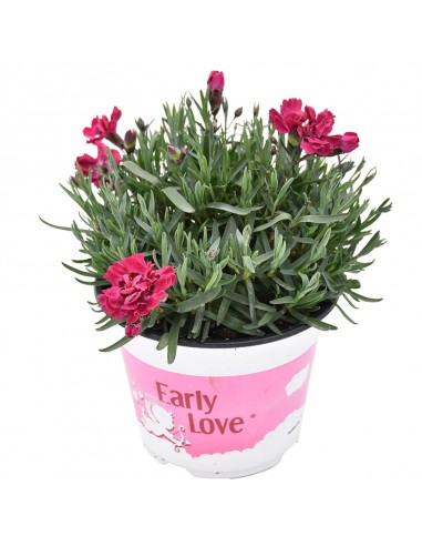 Garofano Tenerife Viola Early Love: v. 14 cm Profumatissimo