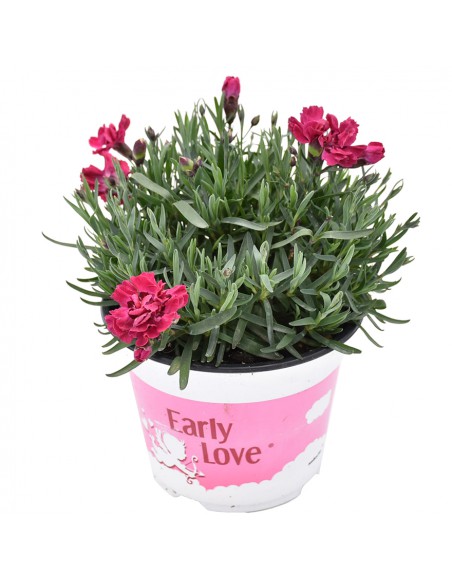 Garofano Tenerife Viola Early Love: v. 14 cm Profumatissimo