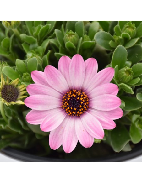 DIMORFOTECA Diametro vaso 14 Cm fiori come la Margherita