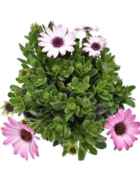 DIMORFOTECA Diametro vaso 14 Cm fiori come la Margherita