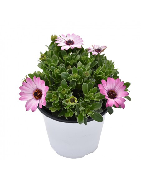 DIMORFOTECA Diametro vaso 14 Cm fiori come la Margherita