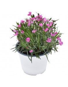 Dianthus Kaori: Garofano Profumato Rosa in Vaso 14 cm