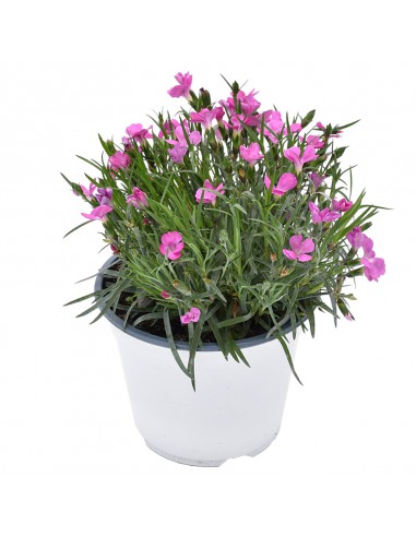 Dianthus Kaori: Garofano Profumato Rosa in Vaso 14 cm
