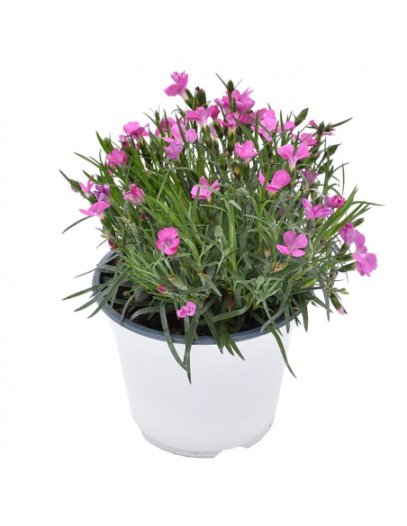 Dianthus Kaori: Garofano Profumato Rosa in Vaso 14 cm
